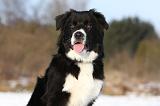 BORDER COLLIE 1132
